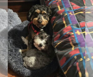 Beau - Male Aussiedoodle Miniature  Dog for Adoption - Photo #3