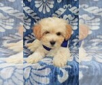 Small Photo #8 Maltipoo Puppy For Sale in LANCASTER, PA, USA