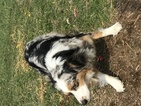 Small Photo #1 Australian Shepherd Puppy For Sale in EAST CANTON, OH, USA