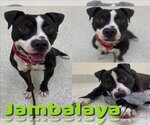 Small Photo #1 American Pit Bull Terrier Puppy For Sale in Saginaw, MI, USA