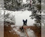 Small Photo #11 Border Collie-Unknown Mix Puppy For Sale in Kanab, UT, USA