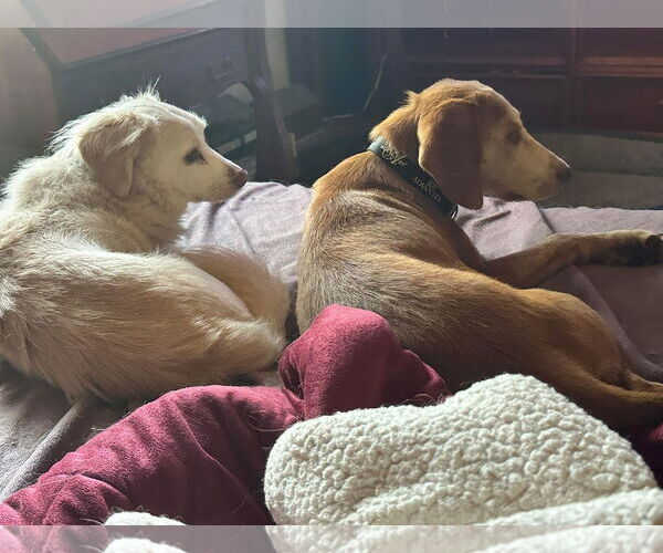 Medium Photo #6 Mutt Puppy For Sale in Myrtle Beach, SC, USA