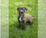Small #2 Bulldog-Catahoula Leopard Dog Mix