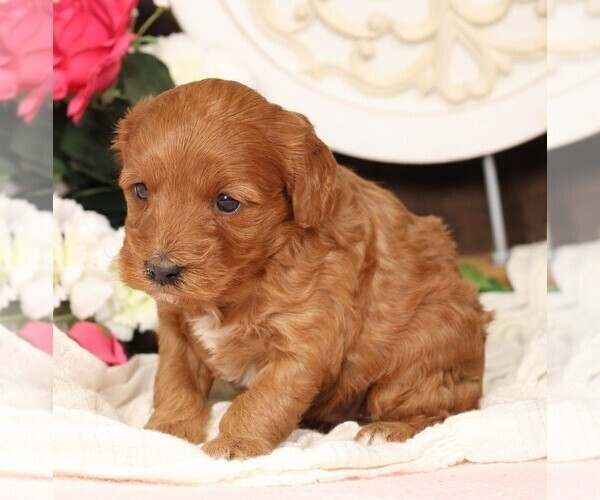 Medium Photo #9 Cavapoo Puppy For Sale in JONES, MI, USA