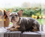 Small #2 French Bulldog