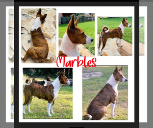 Mother of the Basenji puppies born on 11/24/2024