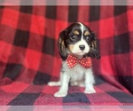 Small #6 Cavalier King Charles Spaniel