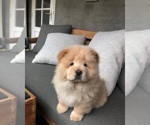 Chow Chow Puppy for sale in EL CAJON, CA, USA