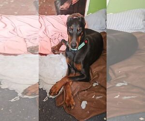 Doberman Pinscher Dogs for adoption in Buffalo, MN, USA