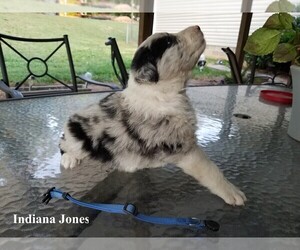 Border-Aussie Puppy for sale in HILDEBRAN, NC, USA
