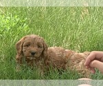 Small Photo #4 Goldendoodle (Miniature) Puppy For Sale in HULL, IA, USA
