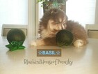 Small Photo #22 Pomsky Puppy For Sale in ANDOVER, MN, USA