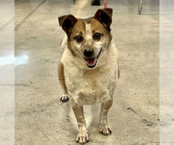 Medium Photo #4 Red Heeler-Unknown Mix Puppy For Sale in Batavia, OH, USA