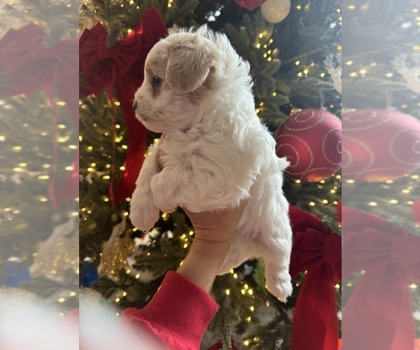 Medium Photo #4 Maltipoo (Miniature) Puppy For Sale in HIGHLAND VILL, TX, USA