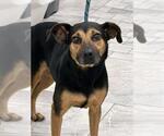 AUDREY - Female Beagle-German Shepherd Dog Mix Dog for Adoption - Small photo