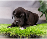 Small #2 Great Dane