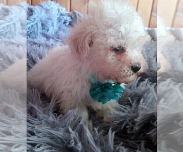 Medium Photo #3 Mal-Shi-Poodle (Toy) Mix Puppy For Sale in WOBURN, MA, USA
