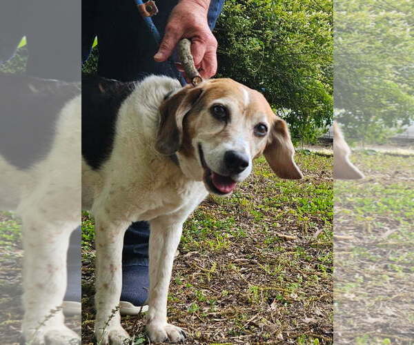 Medium Photo #1 Beagle-Unknown Mix Puppy For Sale in Thomasville, NC, USA