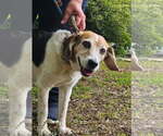 Small Beagle Mix