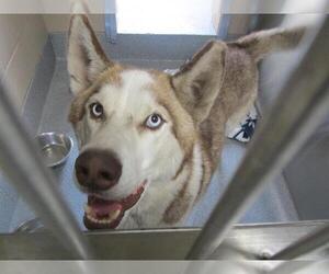 Siberian Husky Dogs for adoption in Orange, CA, USA
