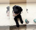 Small Photo #1 Labrador Retriever Puppy For Sale in NEWPORT, WA, USA