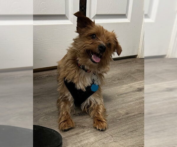 Medium Photo #3 Mutt Puppy For Sale in Stanhope, NJ, USA