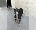 Small #1 Labrador Retriever Mix