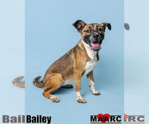 Black Mouth Cur-German Shepherd Dog Mix Dogs for adoption in Maryville, TN, USA