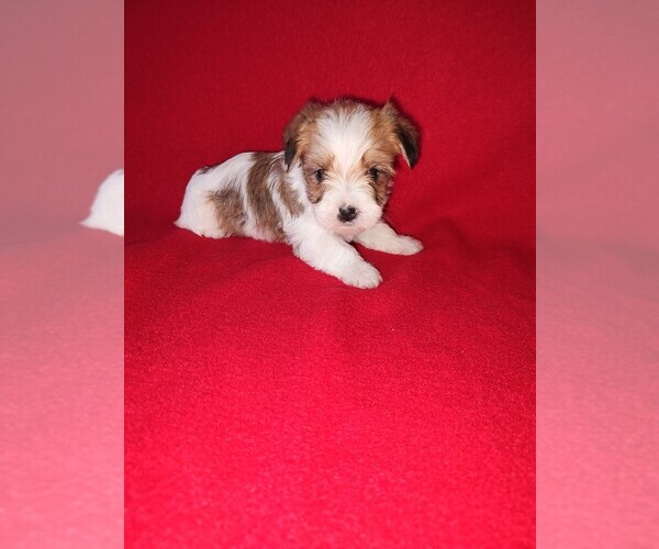 Medium Photo #10 Morkie Puppy For Sale in LAPEER, MI, USA