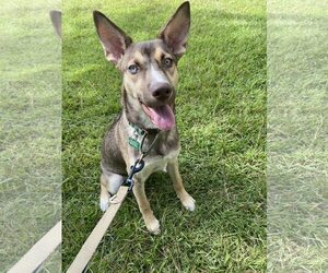 Mutt Dogs for adoption in Greenville, SC, USA