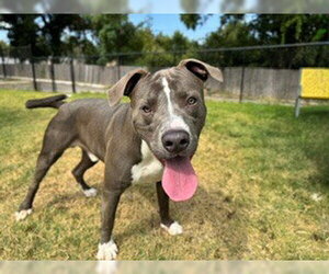 BRUNO - Male Mutt Dog for Adoption - Photo #3