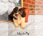 Small #14 Cockapoo