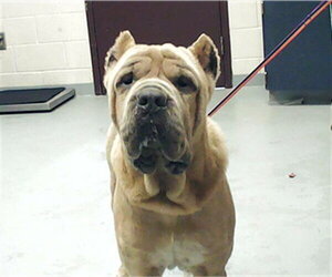 Mutt Dogs for adoption in Fayetteville, NC, USA