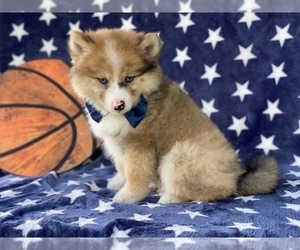 Pomsky-Shiba Inu Mix Puppy for sale in LANCASTER, PA, USA