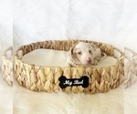 Small #4 Dachshund
