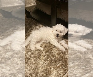 Maltipoo Puppy for sale in RED OAK, TX, USA