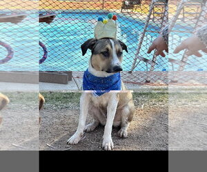 COSMO #3 - Male American Pit Bull Terrier-Unknown Mix Dog for Adoption - Photo #2