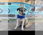 Small #1 American Pit Bull Terrier Mix