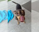 Small #3 Chihuahua Mix