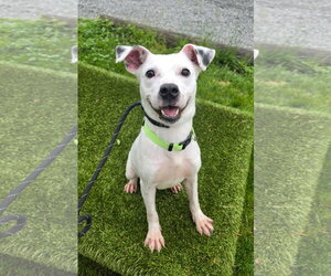 Jack Russell Terrier-Unknown Mix Dogs for adoption in Rockaway, NJ, USA