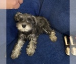 Small #25 Schnauzer (Miniature)