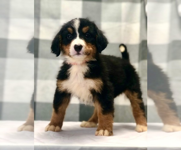 Medium Photo #6 Bernese Mountain Dog Puppy For Sale in DUNDEE, OH, USA