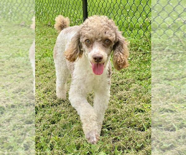 Medium Photo #2 Poodle (Miniature) Puppy For Sale in Lee's Summit, MO, USA