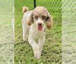 Small #1 Poodle (Miniature)