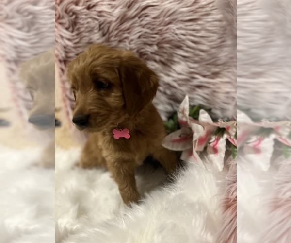 Medium Photo #7 Goldendoodle Puppy For Sale in SAINT GEORGE, UT, USA