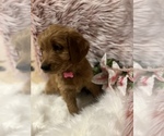 Small Photo #7 Goldendoodle Puppy For Sale in SAINT GEORGE, UT, USA