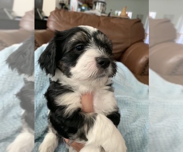 Medium Photo #6 Havanese Puppy For Sale in FREDERICK, MD, USA