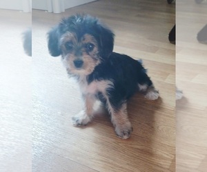 Dorkie Puppy for sale in PEABODY, MA, USA