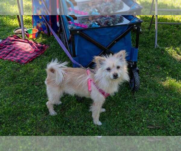 Medium Photo #2 Mutt Puppy For Sale in Mundelein, IL, USA