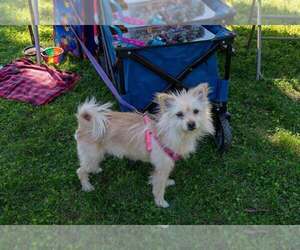 Sweetie Pie - Female Mutt Dog for Adoption - Photo #2